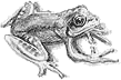 Lagranouio.gif (3643 octets)