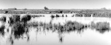 Louestang.gif (20966 octets)